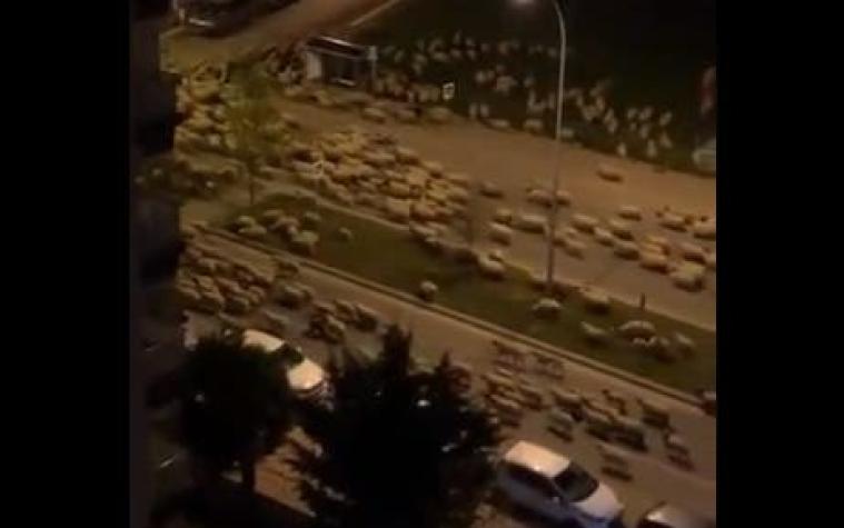 [VIDEO] Cientos de ovejas se toman las calles en Turquía ante la ausencia de humanos por cuarentena