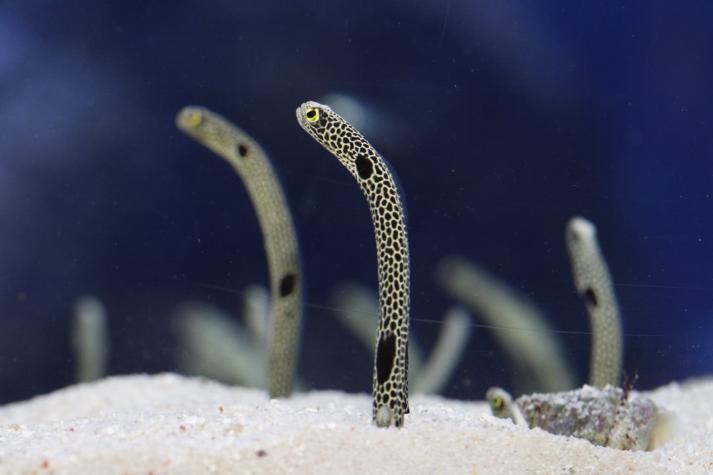 Un acuario japonés insta al público a hacer videollamadas con anguilas para combatir su soledad