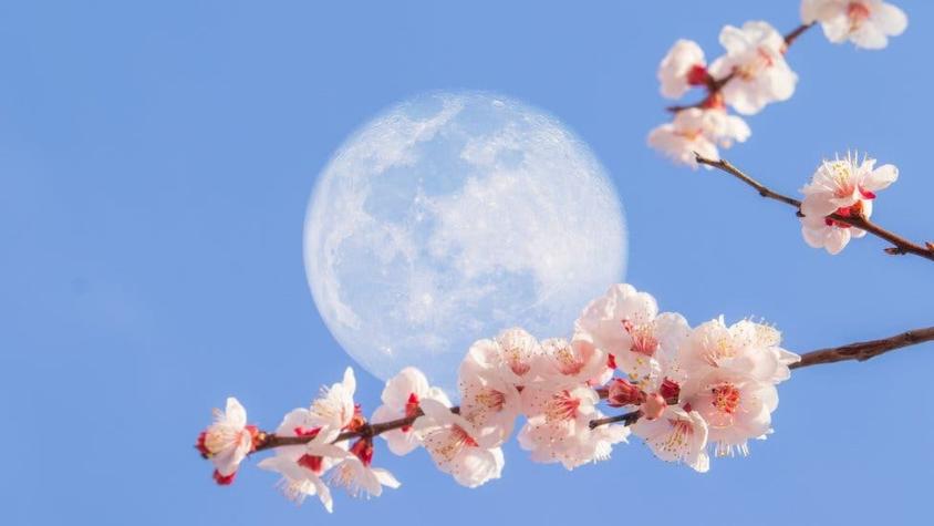 Luna de flor: cómo es la última superluna del año que se puede ver esta semana