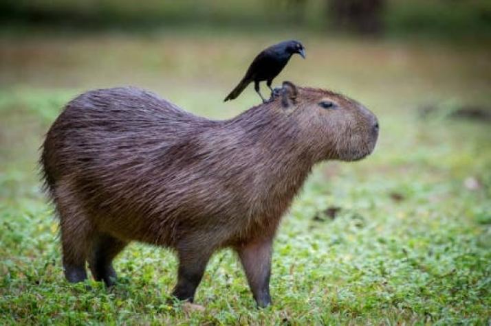 Todo sobre las capibaras: los adorables roedores de moda