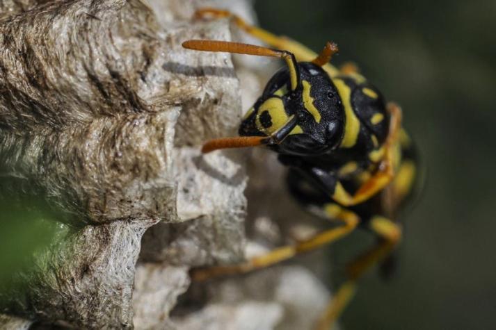 ¿Cómo Diferenciar La Avispa Asesina Asiática De Las Normales?