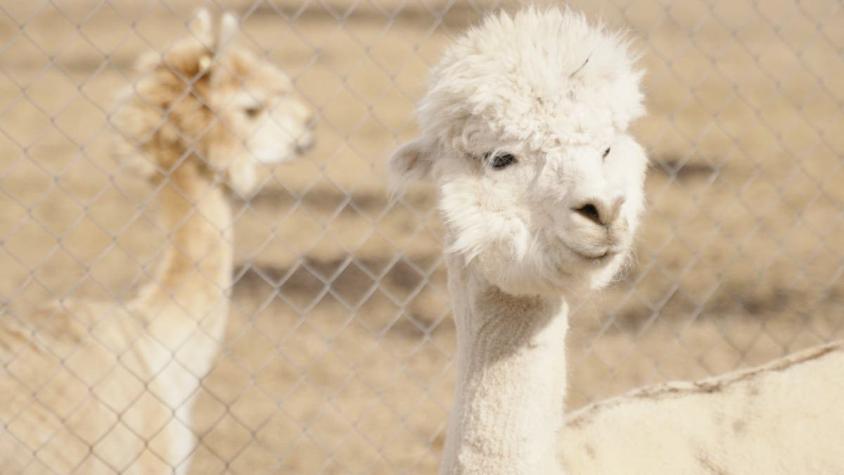 [VIDEO] Anitcuerpos de alpacas contra el coronavirus