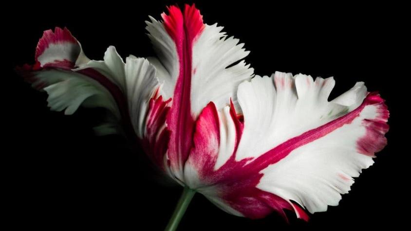 ¿Fue la crisis de los tulipanes realmente la primera burbuja financiera de la historia?