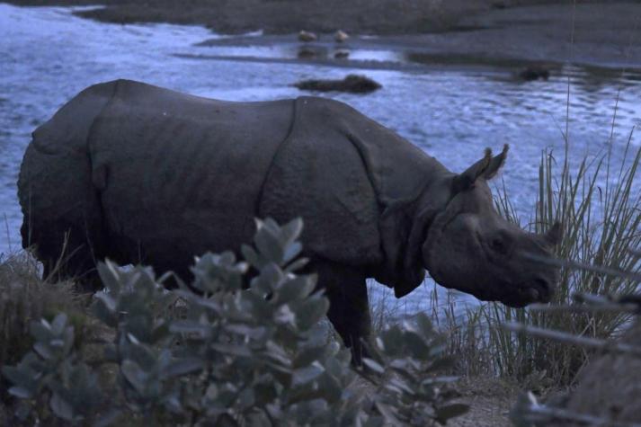 Un rinoceronte es asesinado en medio del aumento de caza furtiva durante confinamiento en India