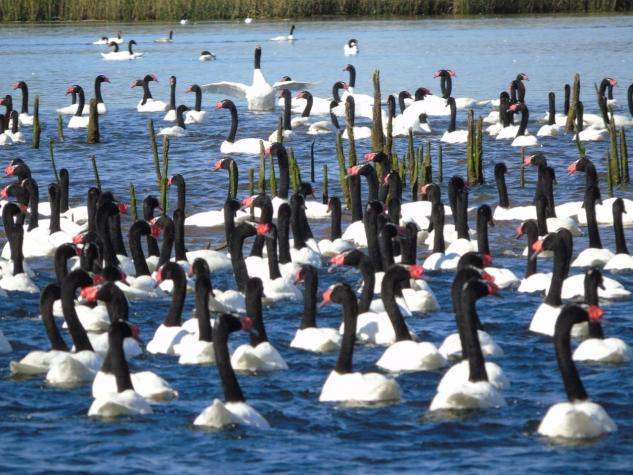 Registran presencia récord de cisnes de cuello negro en Río Cruces y Chorocamayo