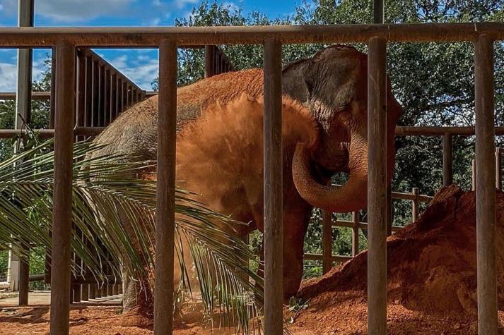 Una buena noticia: Elefanta llega a santuario de animales tras años de maltrato en circo y zoológico