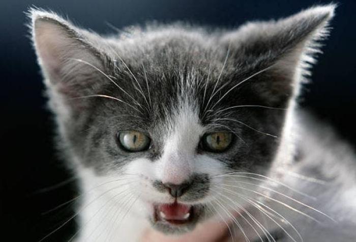 Investigación sugiere que los gatos pueden ser "huéspedes intermedios silenciosos" del COVID-19