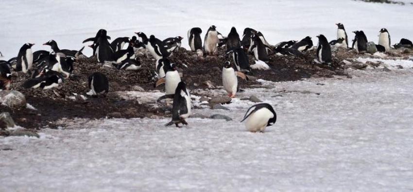 La Antártida se blinda y logra mantenerse libre de coronavirus con estrictas medidas