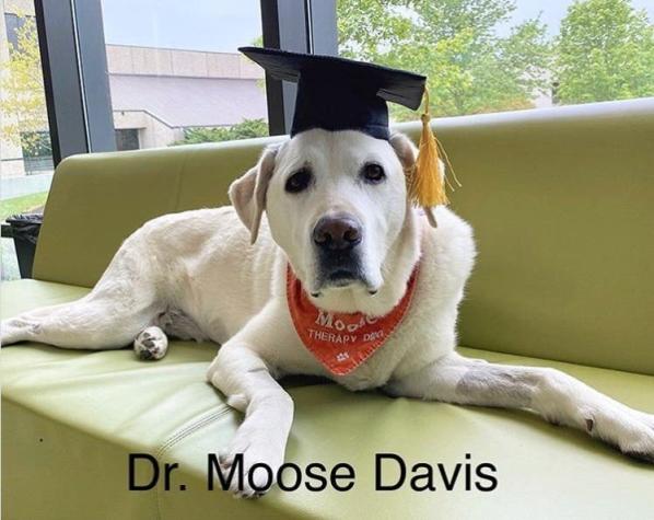 Perro terapeuta de salud mental recibe un título honorífico en universidad de Estados Unidos