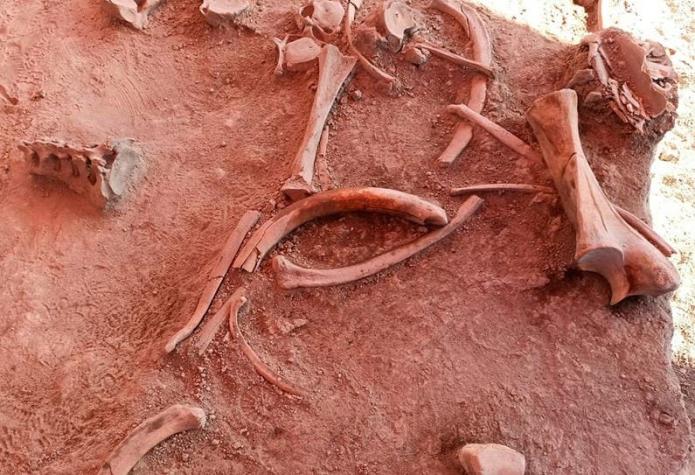[FOTOS] Descubren restos de cerca de 60 mamuts de hace más de 12 mil años