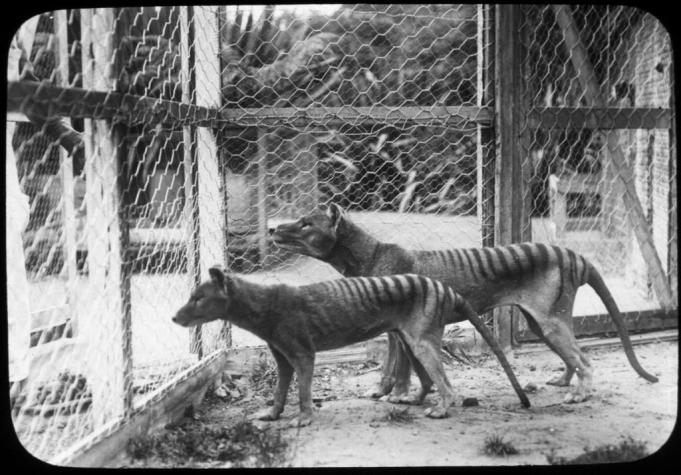 [VIDEO] Tenía rasgos de lobo, perro y gato: Revelan inédito registro del último tigre de Tasmania