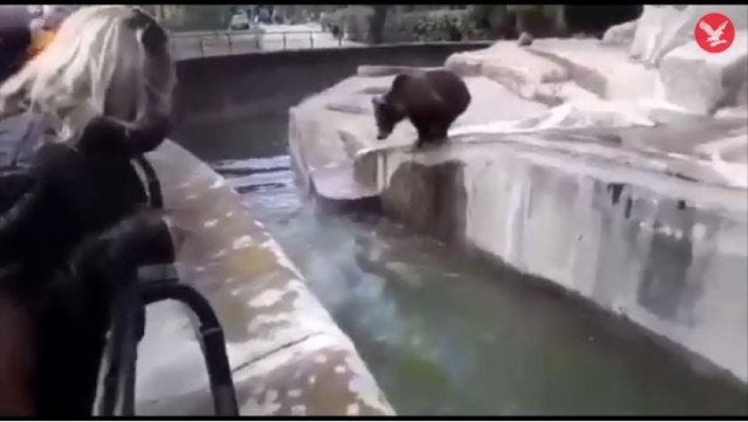 Polonia: aprovechó el desconfinamiento, fue a un zoo a luchar con un oso y lo multaron por crueldad