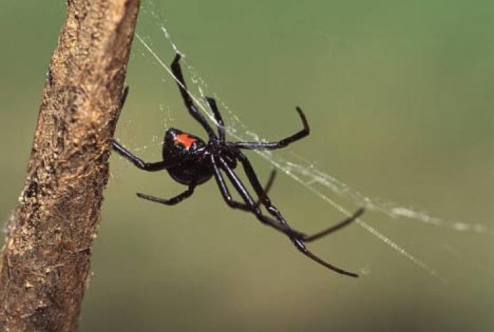 Tres niños se dejan picar por una araña viuda negra porque querían convertirse en Spiderman