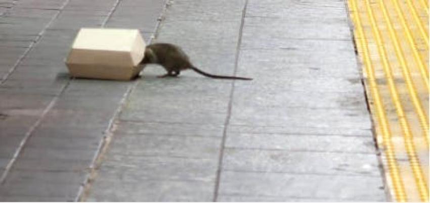 Autoridades de EEUU advierten que las ratas están más agresivas durante la pandemia