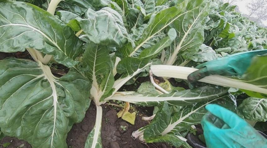 [VIDEO] Del campo a su mesa: así se asegura el abastecimiento de frutas y verduras