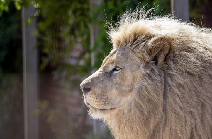 Cuidadora es atacada por dos leones en zoológico de Australia