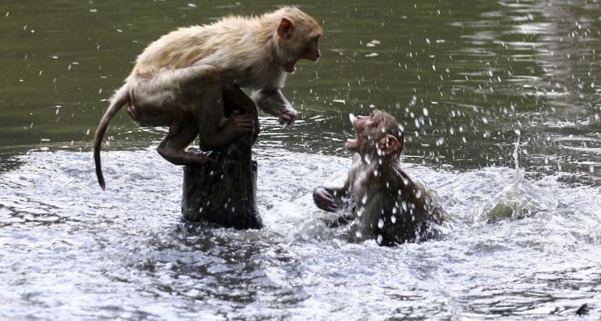 Monos roban muestras de COVID-19 en India y preocupa posible propagación del virus