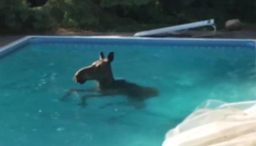 [VIDEO] Inesperada visita: Familia despertó y encontró un alce dentro de la piscina de su casa