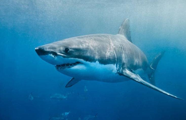 Los ataques de tiburones se redujeron en el mundo por el coronavirus