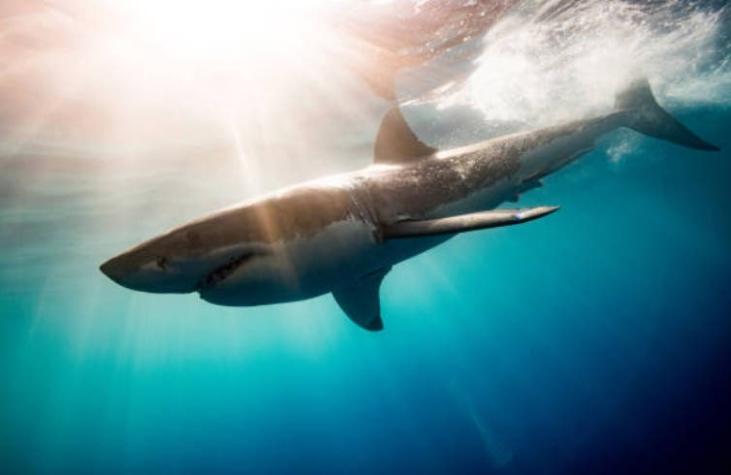 Surfista australiano murió luego de ser atacado por un tiburón de tres metros