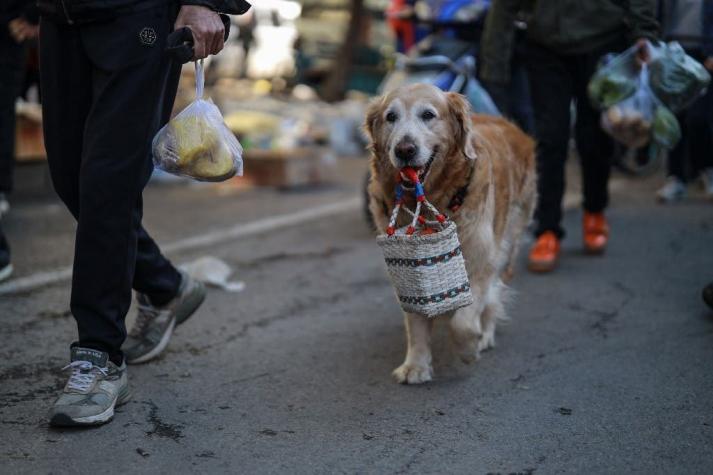 China prohíbe criar perros y gatos para su consumo humano al no considerarlos ganado