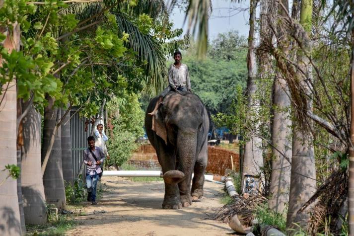 Muere una elefanta preñada al consumir una fruta llena de petardos en India