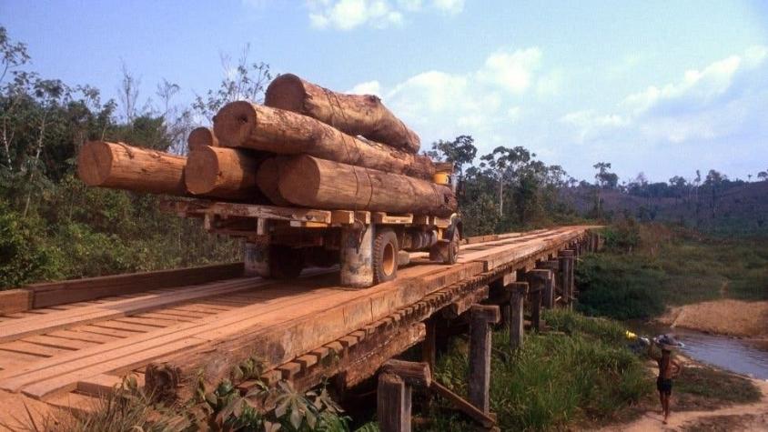 Deforestación: los 10 países que perdieron más bosque virgen en el mundo