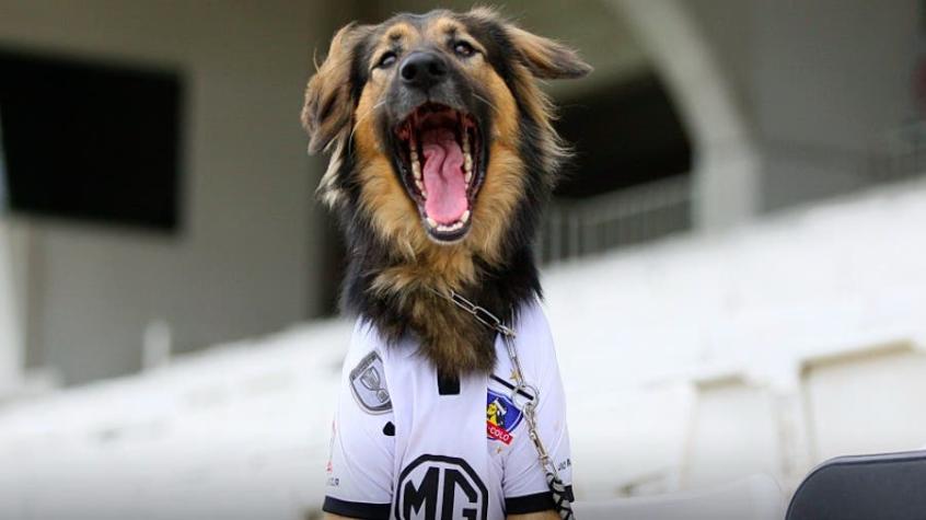 Colo Colo lamenta la muerte de "Capitán", su mascota oficial