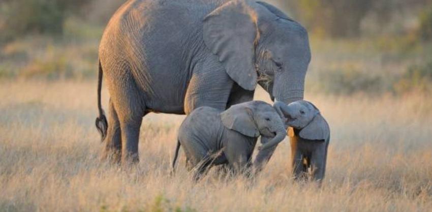 Muere elefanta embarazada tras ser alimentada con frutas que escondían explosivos en India