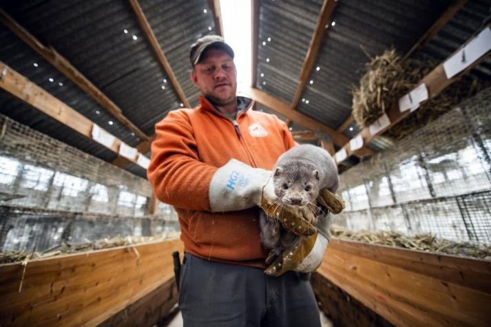 Holandeses sacrifican visones en granjas afectadas por brote de coronavirus