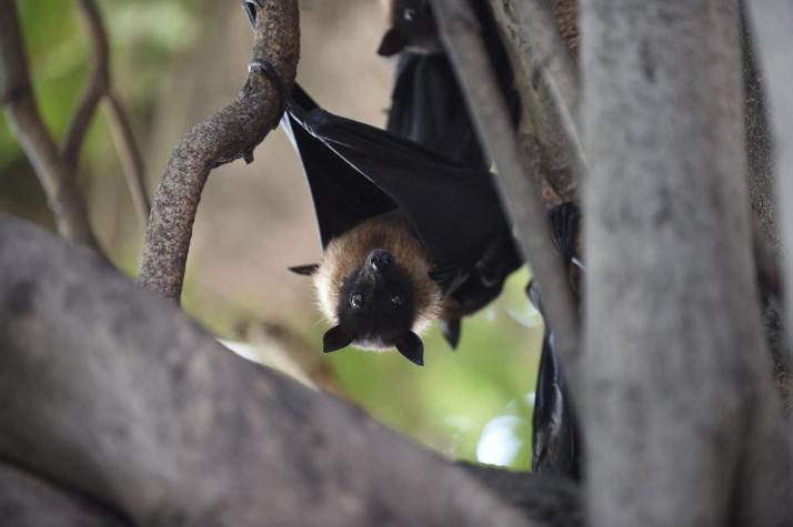 Encuentran "cientos" de nuevos coronavirus en murciélagos de China