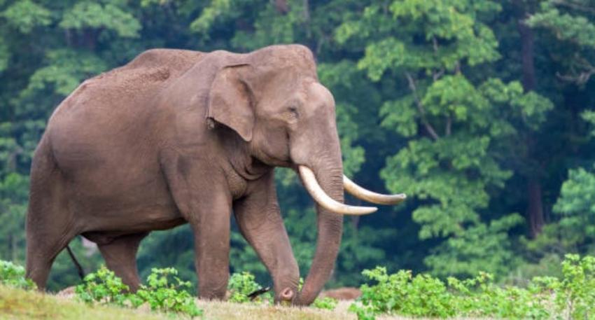 Detienen a acusado por muerte de elefanta preñada que comió fruta con explosivos