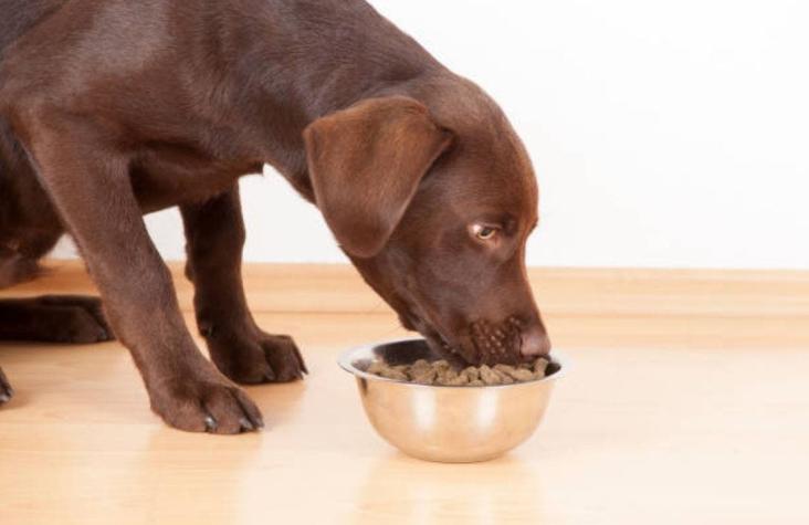 Anuncian retiro de alimento para perros por problemas en componentes de uno de sus lotes