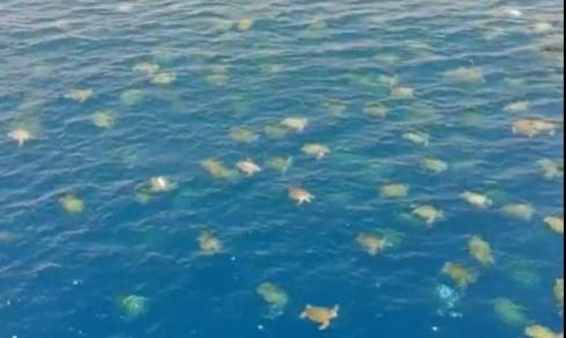 [VIDEO] Miles de tortugas marinas verdes fueron captadas en un arrecife australiano