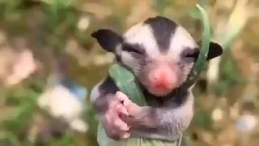 Alegra tu día con el adorable video de una zarigüeya bebé que abraza una planta