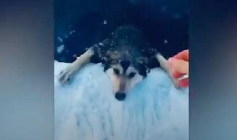 [VIDEO] El angustiante rescate de un perrito desde las frías aguas de un río en Rusia