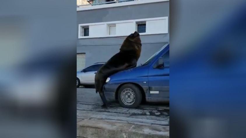 [VIDEO] Efecto cuarentena: Lobos marinos se tomaron una costanera y uno de ellos se subió a un auto