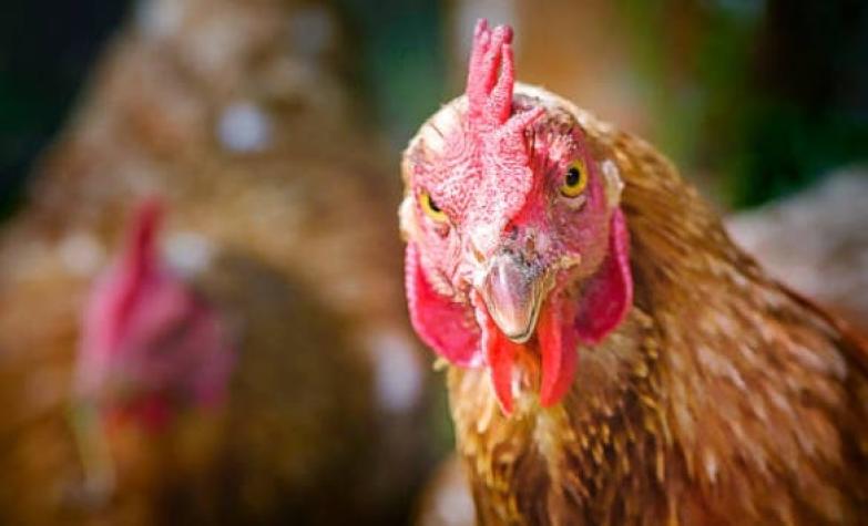 Pollos salvajes, la plaga a la que se enfrenta Nueva Zelanda tras superar el coronavirus
