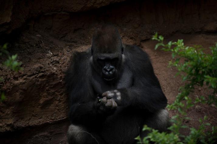 Cazadores matan a "Rafiki" uno de los gorilas más importante del mundo