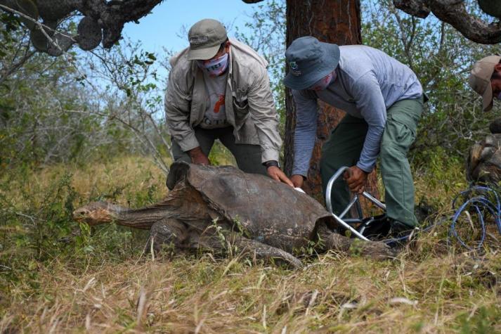 Diego, la tortuga que salvó a su especie, fue devuelta a su isla en Galápagos