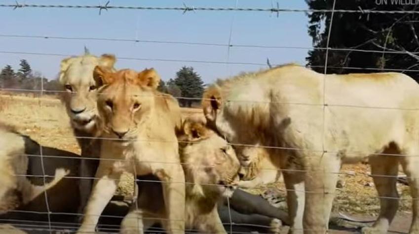 Cruel negocio: Denuncian la crianza de leones en cautiverio para luego ser cazados por turistas