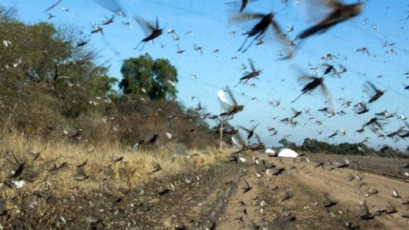 Argentina en alerta por plaga de langostas que pueden comer lo mismo que 350 mil personas