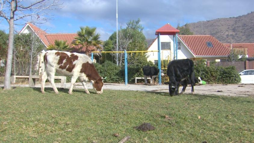 [VIDEO] Vacas "invaden" zona residencial de Til Til: Vecinos preocupados por higiene y accidentes