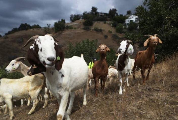 Buscan modificar genéticamente a las cabras para producir leche que combata el cáncer