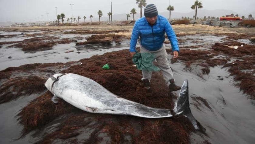 Un lobo marino, un delfín y una tortuga vararon en Coquimbo tras las intensas marejadas