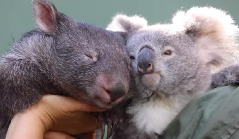 [VIDEO] Lo más lindo que verás hoy: Koala y wombat son inseparables durante la cuarentena