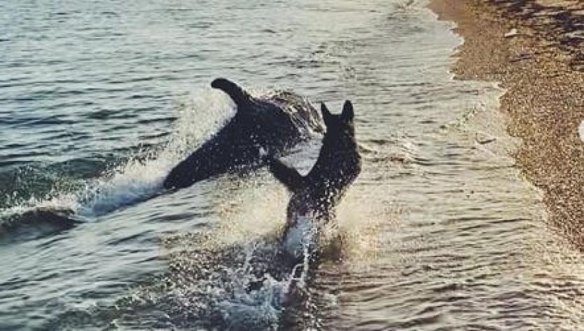 [VIDEO] ¿Mejores amigos?: Perro y delfín juegan en la orilla de una playa