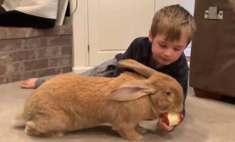 [VIDEO] Es tan grande como su dueña: Conejo sorprende en Instagram por su impresionante tamaño
