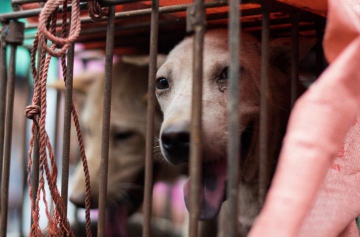 Así es la fiesta de la carne de perro en China durante la pandemia del coronavirus