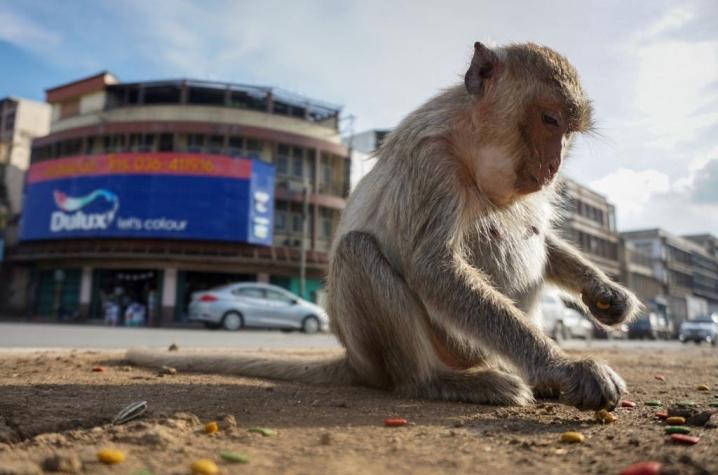 [FOTOS] Autoridades tailandesas intentan recuperar el control de "la ciudad de los monos"